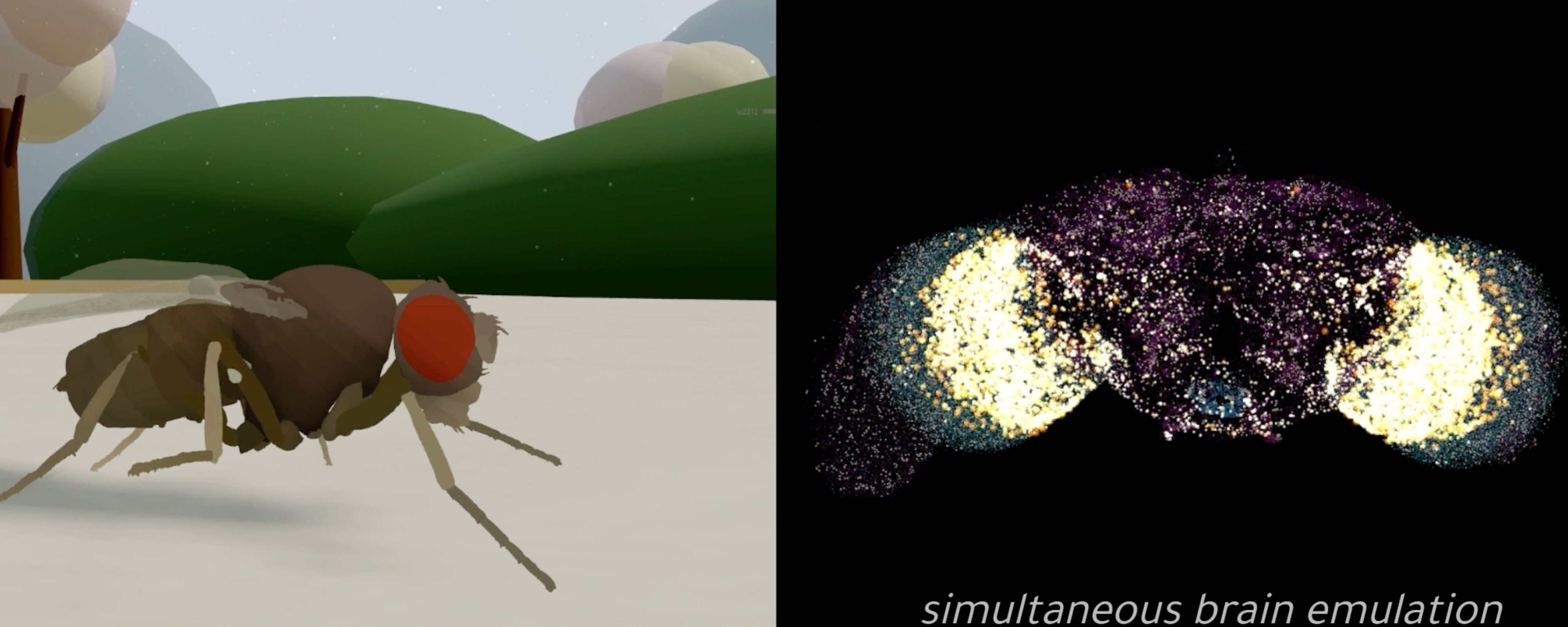 How the Eon Team Produced a Virtual Embodied Fly